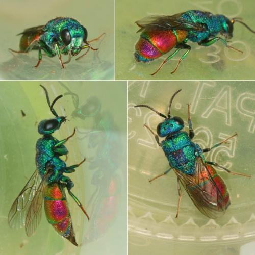 Réf. 287 212 : Chrysis marginata